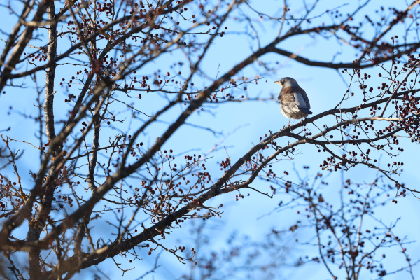 Grive litorne (Turdus pilaris) © Laurent del Fabbro